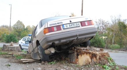 форд кацна дърво шумен