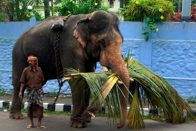 Пияни слонове опустошиха село 