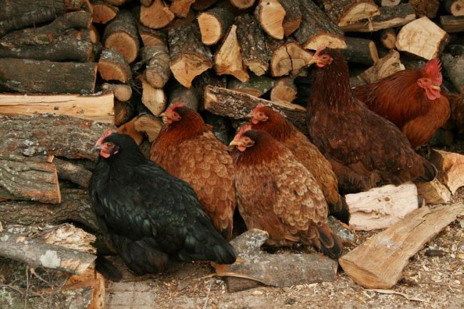 Лепнаха 30 месеца на крадец за 9 кокошки