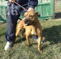 Озверял питбул отхапа устната на стопанина си

