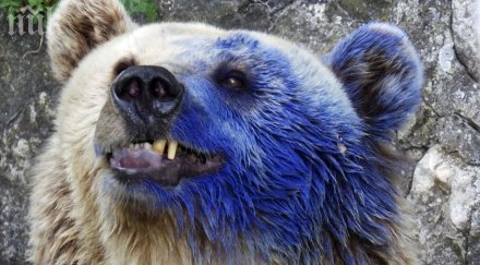 бриджит бардо идва синята мечка варна