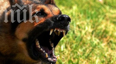 изроди убиха две овчарки двор нощта