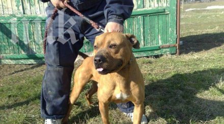 озверял питбул отхапа устната стопанина