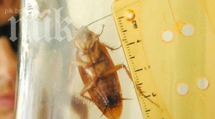 хлебарки атакуваха центъра софия