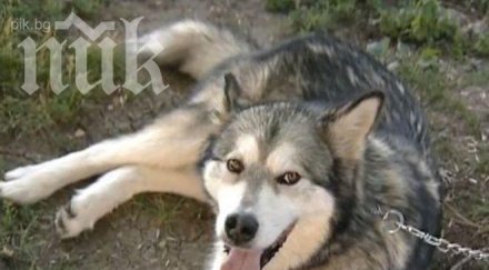 пожарникари спасиха улично куче удавяне