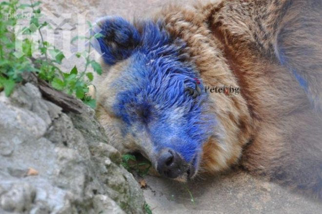 Бръснат боядисаната в синьо мечка