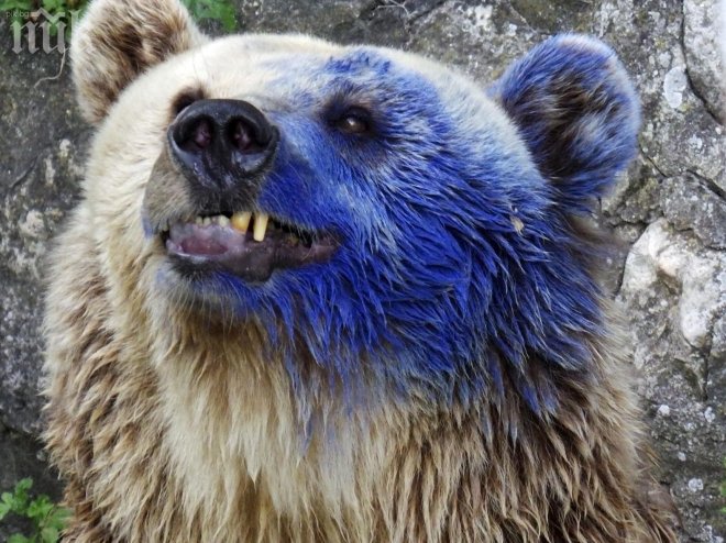 Бриджит Бардо идва при синята мечка във Варна