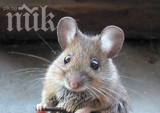 Бълхи, оси и гризачи тормозят Смолян

