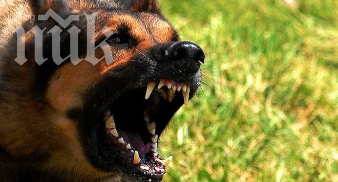 Изроди убиха две овчарки в двор през нощта!