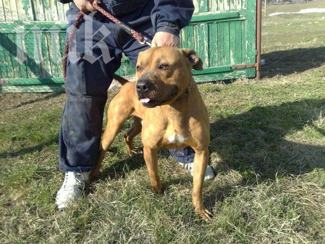 Озверял питбул отхапа устната на стопанина си

