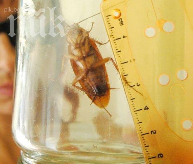 Хлебарки атакуваха центъра на София