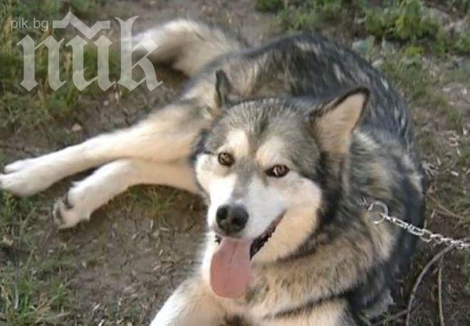 Пожарникари спасиха улично куче от удавяне

