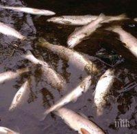 Мъртва риба изплува в Марица