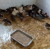 Словашки зоопарк затвори заради птичи грип