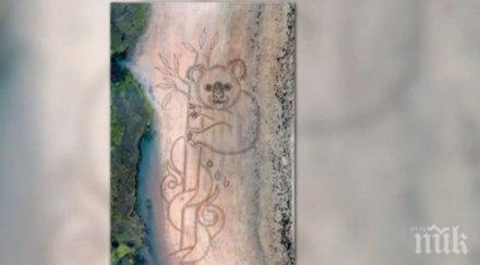 120 метрова пясъчна коала появи австралийски плаж