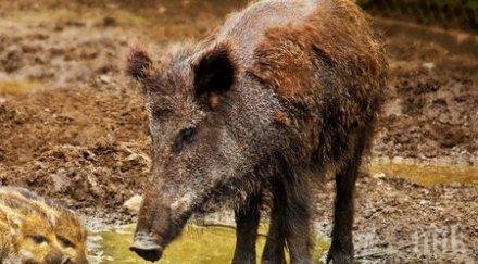 държавата похарчила млн борба африканската чума свинете