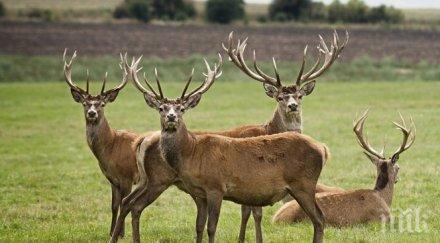 кръв пътя кола блъсна елен търговище