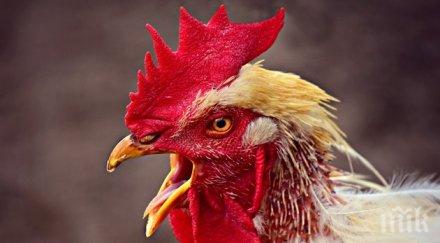 боен петел уби човек