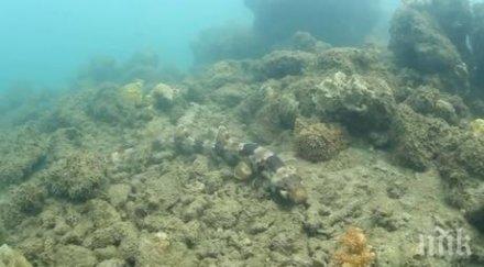 учени откриха девет вида акули пешеходци видео