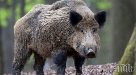 удължават лова прасетата намаляват