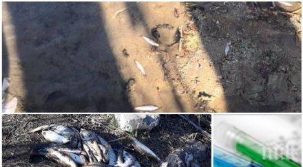 експерти бият тревога река марица токсична разследват няколко фирми отравянето водата снимки