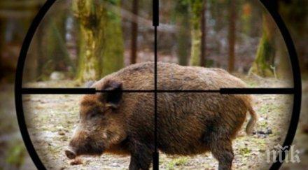 убиха прасе африканска чума землището стралджа