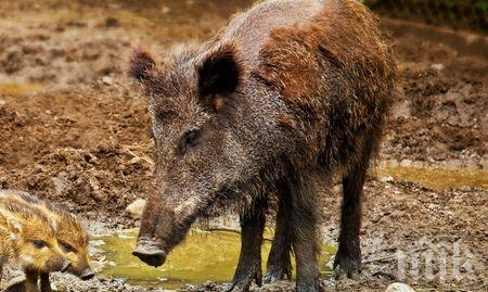 Държавата похарчила 69 млн. за борба с африканската чума по свинете