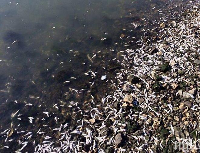 Прокурорите разследват мъртвата риба в Марица