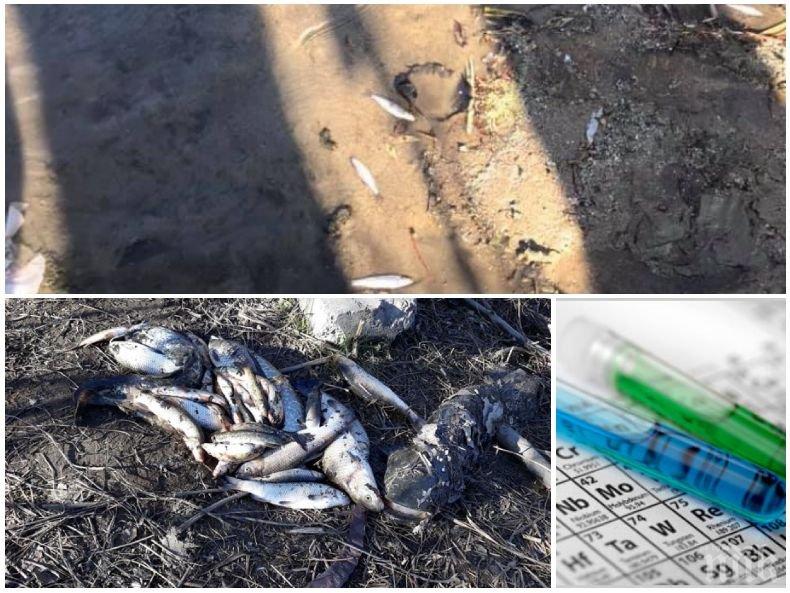 ЕКСПЕРТИ БИЯТ ТРЕВОГА: Река Марица е токсична, разследват няколко фирми за отравянето на водата (СНИМКИ)
