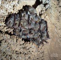 Водещи експерти правят теренeн мониторинг на прилепите в България     