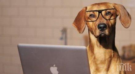 нова мода нас куче работа