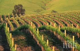 глобиха фирма шумен зарязала гурбетчии насред френски лозя