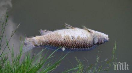 наложиха парична гаранция бона управителя фирмата замърсила река марица