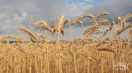 лоши прогнози чака слаба реколта пшеница