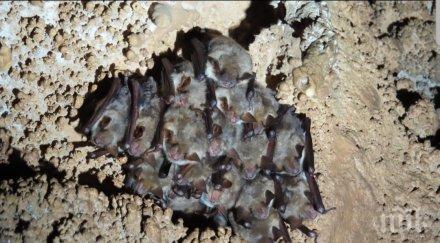 водещи експерти правят теренeн мониторинг прилепите българия