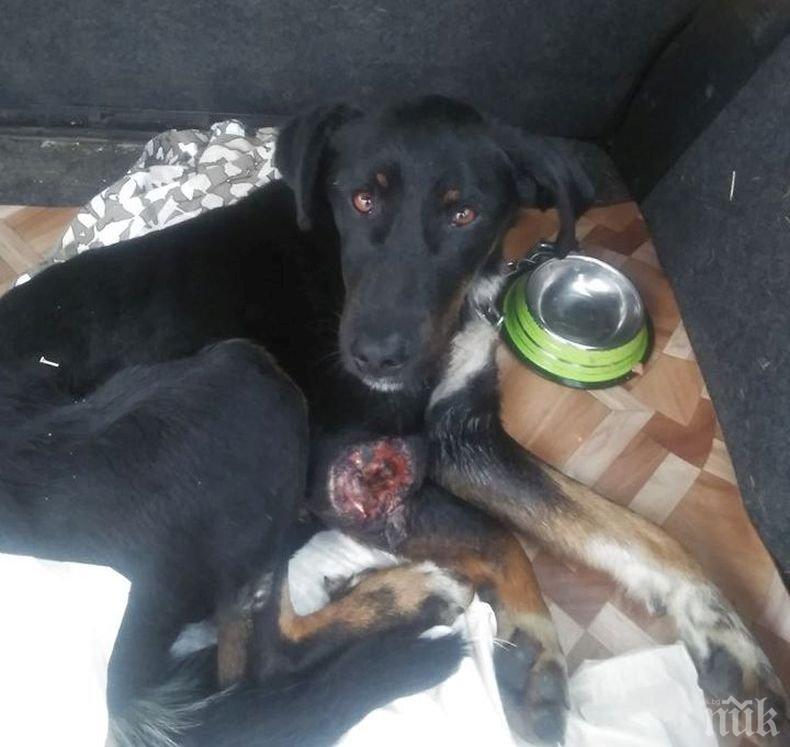 Мерзавец от Бачково осакати куче с ловна пушка