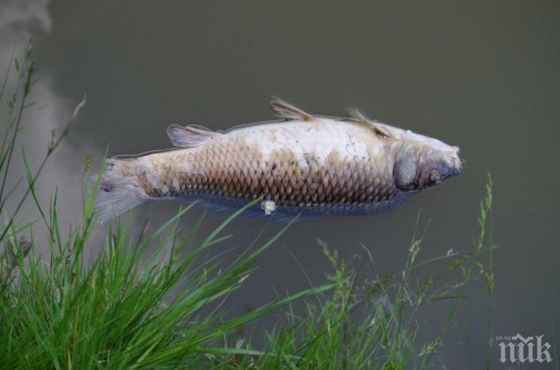 Мъртва риба изплува и в Гребната база на Пловдив (СНИМКА)