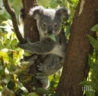 Намериха мъртви десетки коали заради сеч на евкалиптови дървета