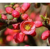 УНИКАЛНО: Японска дюля цъфна в Търговище през февруари