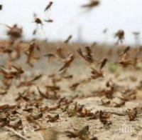 Нашествие от скакалци в Сомалия, обявиха извънредно положение