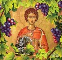 ВЯРА: За Трифон Зарезан засадиха лозички пред строяща се църква