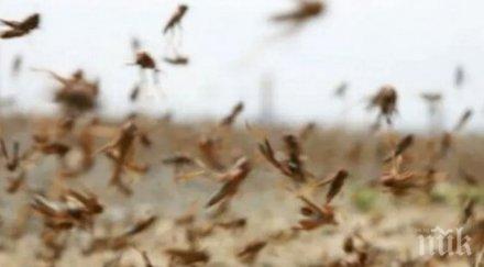 извънредно положение пакистан заради нашествие скакалци