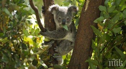 намериха мъртви десетки коали заради сеч евкалиптови дървета