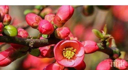 уникално японска дюля цъфна търговище февруари