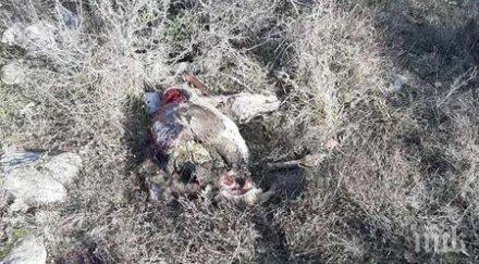 шокираща находка откриха елен отрязани крака рога плажа перла приморско