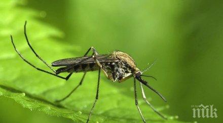 пловдив морят комари март