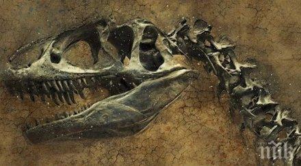 откриха следи необичаен вид месоядни динозаври австралия