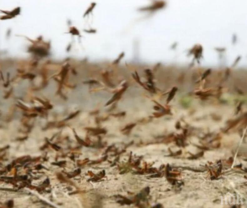 Нашествие на скакалци в Украйна заради войната