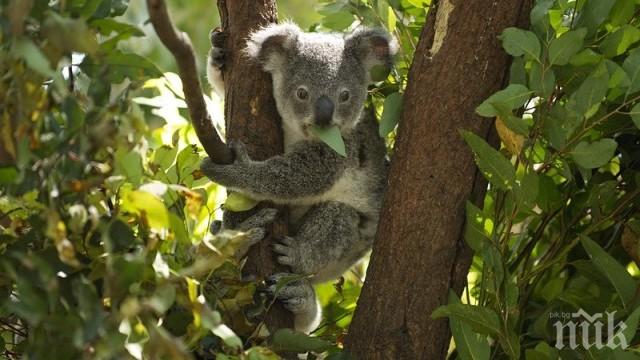 Намериха мъртви десетки коали заради сеч на евкалиптови дървета