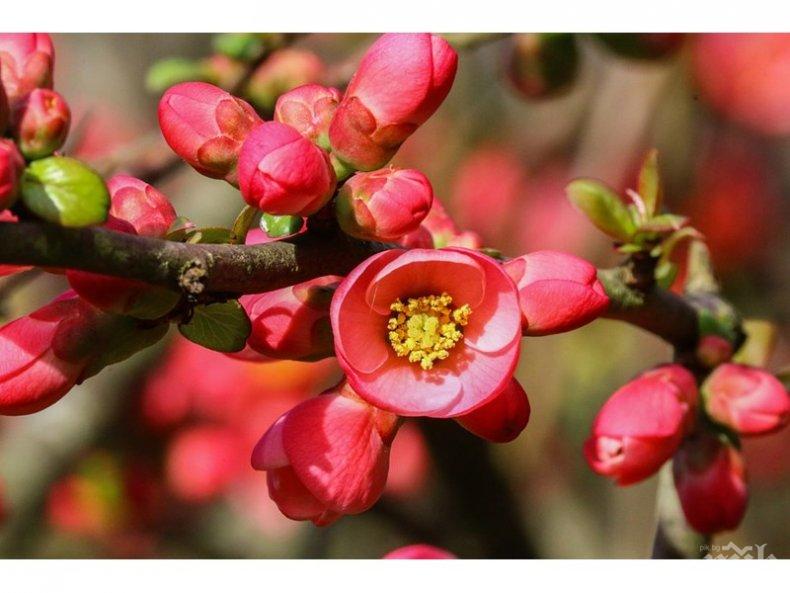 УНИКАЛНО: Японска дюля цъфна в Търговище през февруари